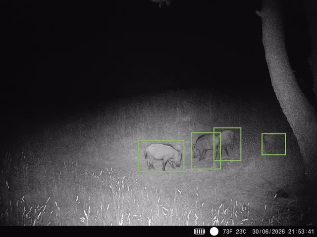 Night trail camera shot — wild boar